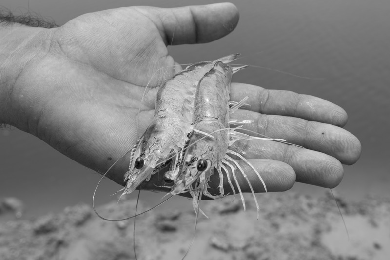Shrimp Farming in Saline Agricultural Fields in Haryana - White  shrimps at the stage of about 70 days
